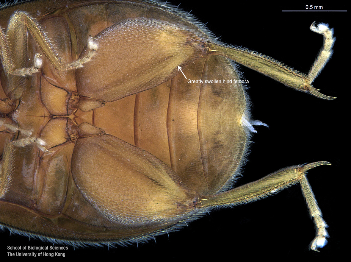 Right protarsi and mesotarsi